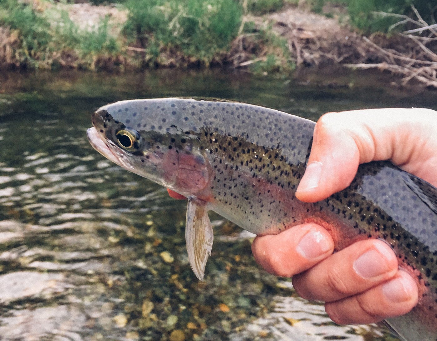 Tuesday Trout. First things first. To the beaver… by Andy Brawner