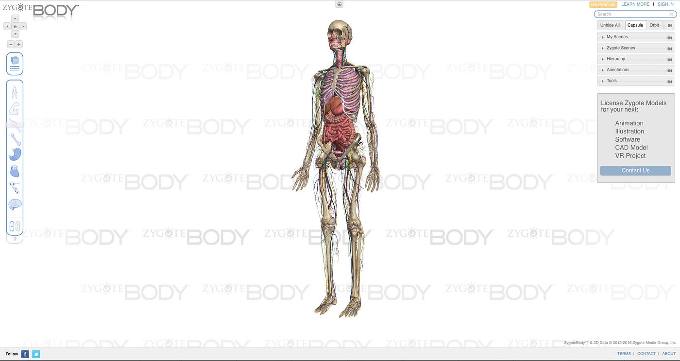 A 3D view of human body from https://zygotebody.com