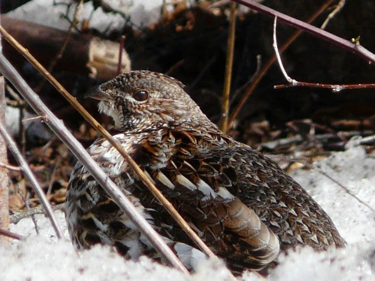 A mottled brown bird profile as it rests in the snowy undergrowth