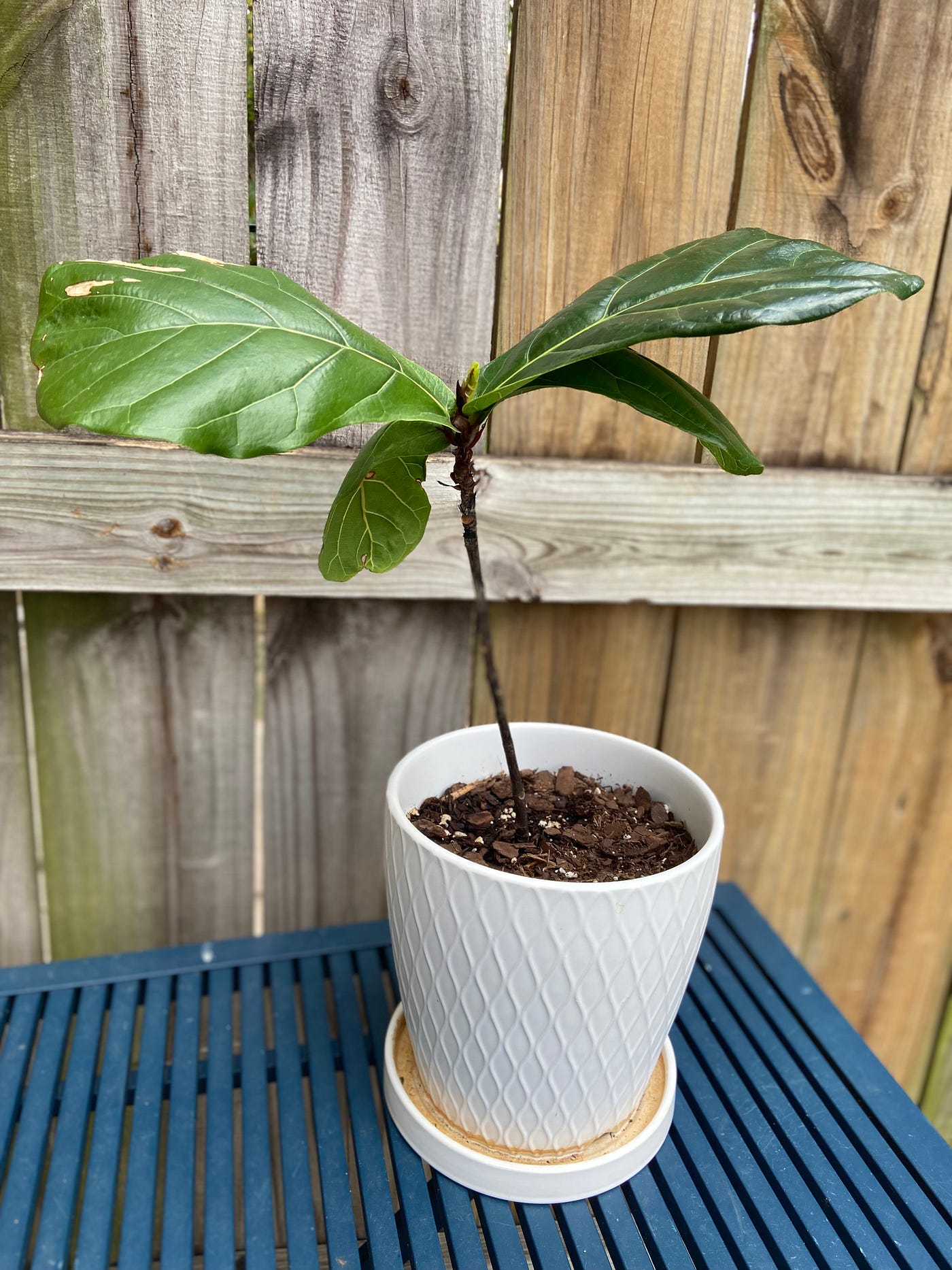 Happy fiddle leaf fig with four leaves sits in a white pot on a patio table.