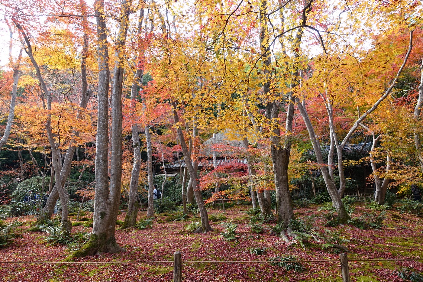 18autumn 京都紅葉旅行前規劃 這篇文章會以這次的旅行經驗為基礎 分享給大家關於安排京都紅葉行程的小細節 希望可 By Joy Chu Medium
