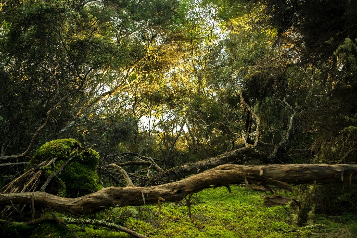 Jungle log