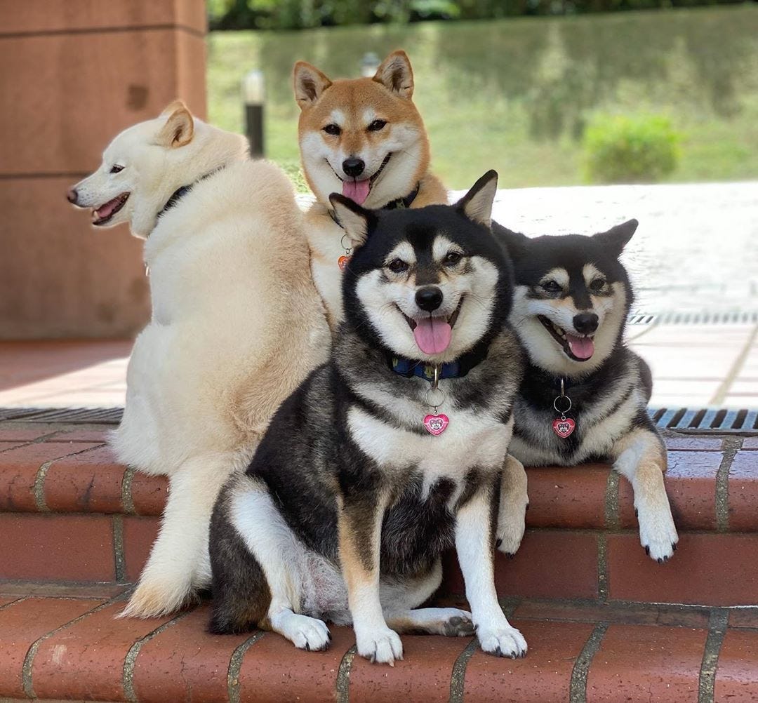 Let S All Admire This Amazing Dog Who Keeps Ruining Photoshoots By Jack Shepherd Tenderly