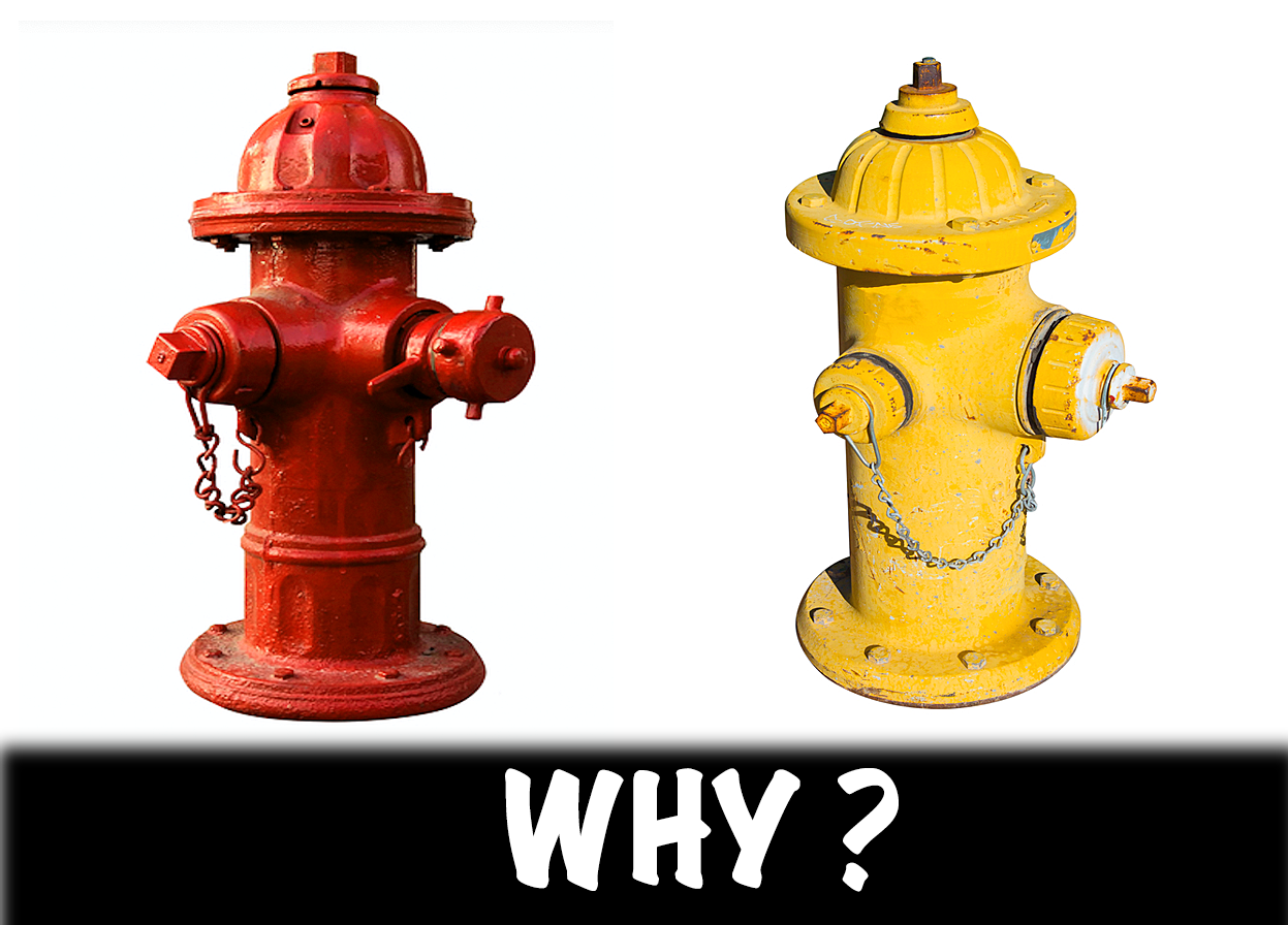 Why Do Dogs Like To Pee On Fire Hydrants