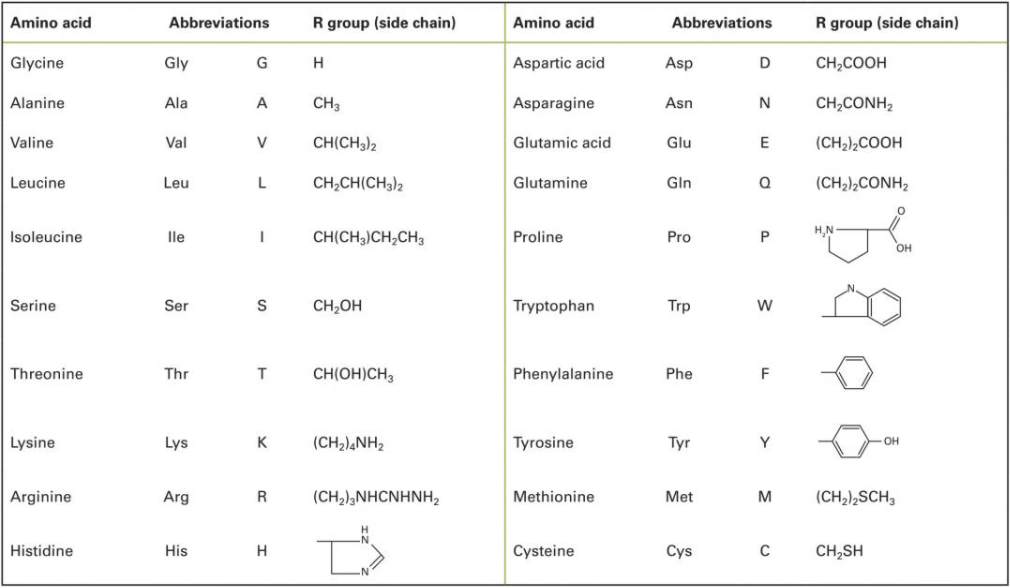 A concise table showing the 20 amino acids, their recognised abbreviations, and their side chains designated as ‘R’. Source in caption.