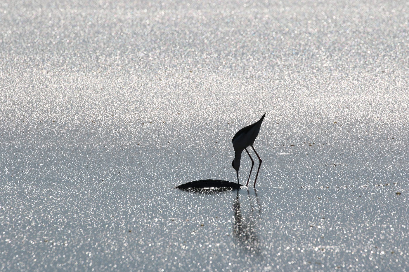 A bird on the beach putting its beak into the ocean. The sun is reflecting off the ocean and the bird is sihlouhetted.