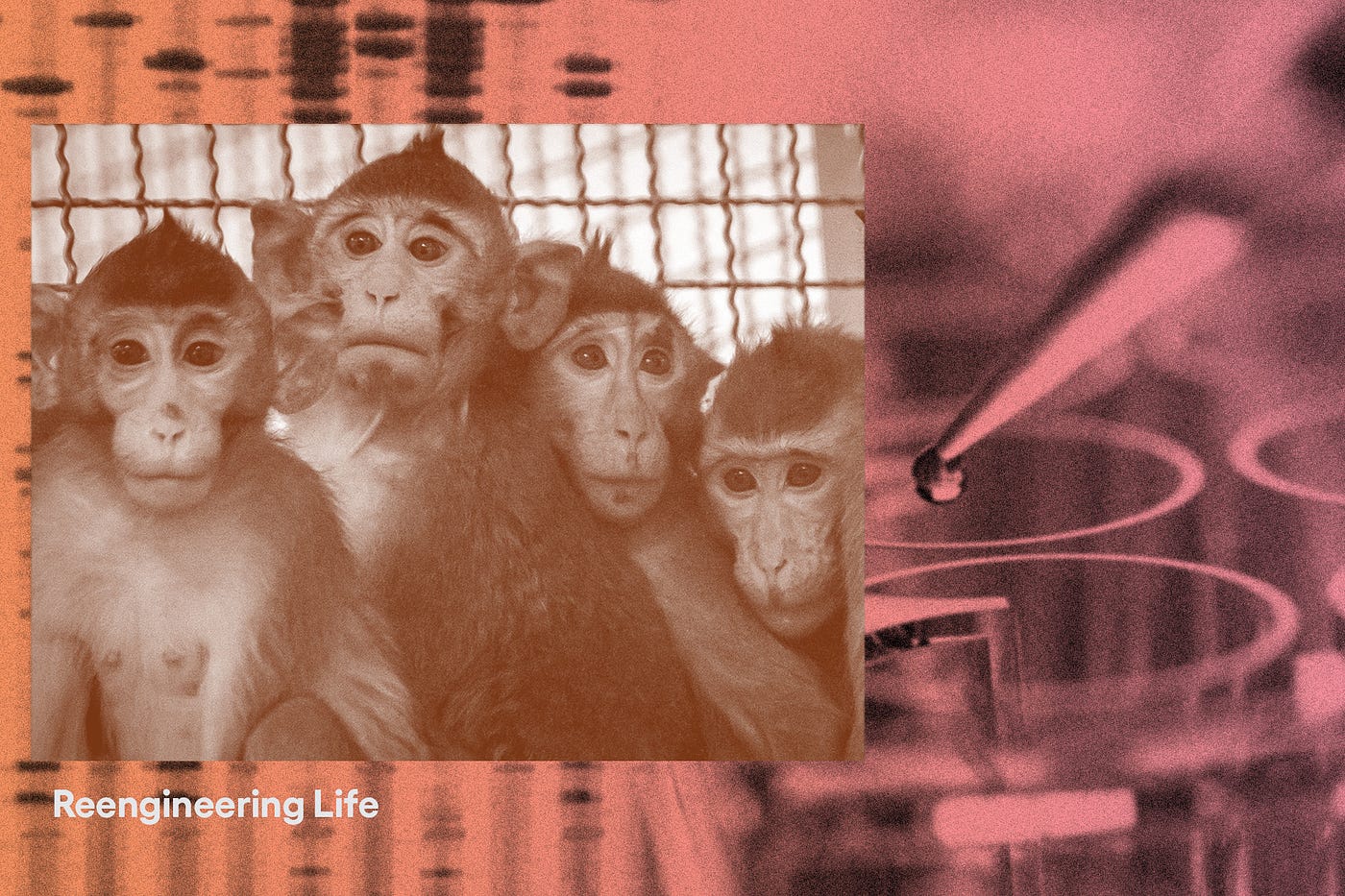 A collage of photos: macaque monkeys, a dropper, and a nucliec acid stain