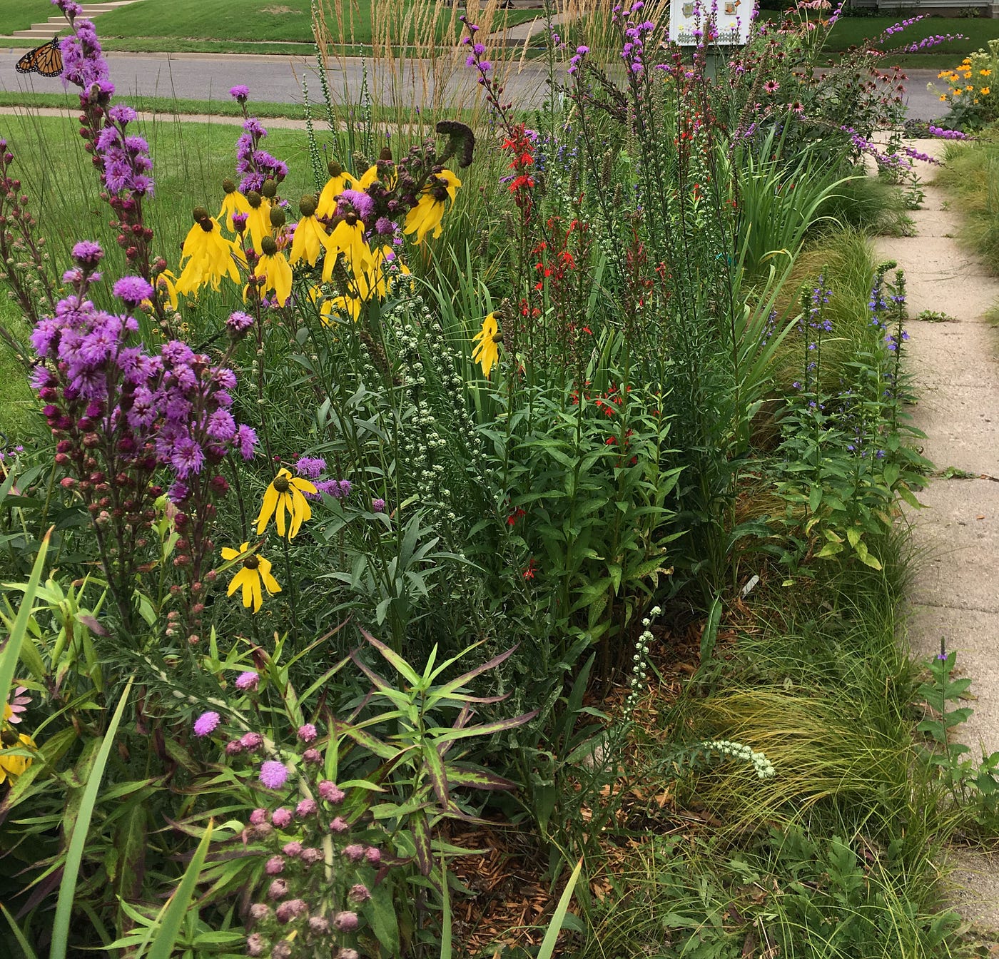 Lavender, yellow and red wildflowers bloom along a sidewalk.