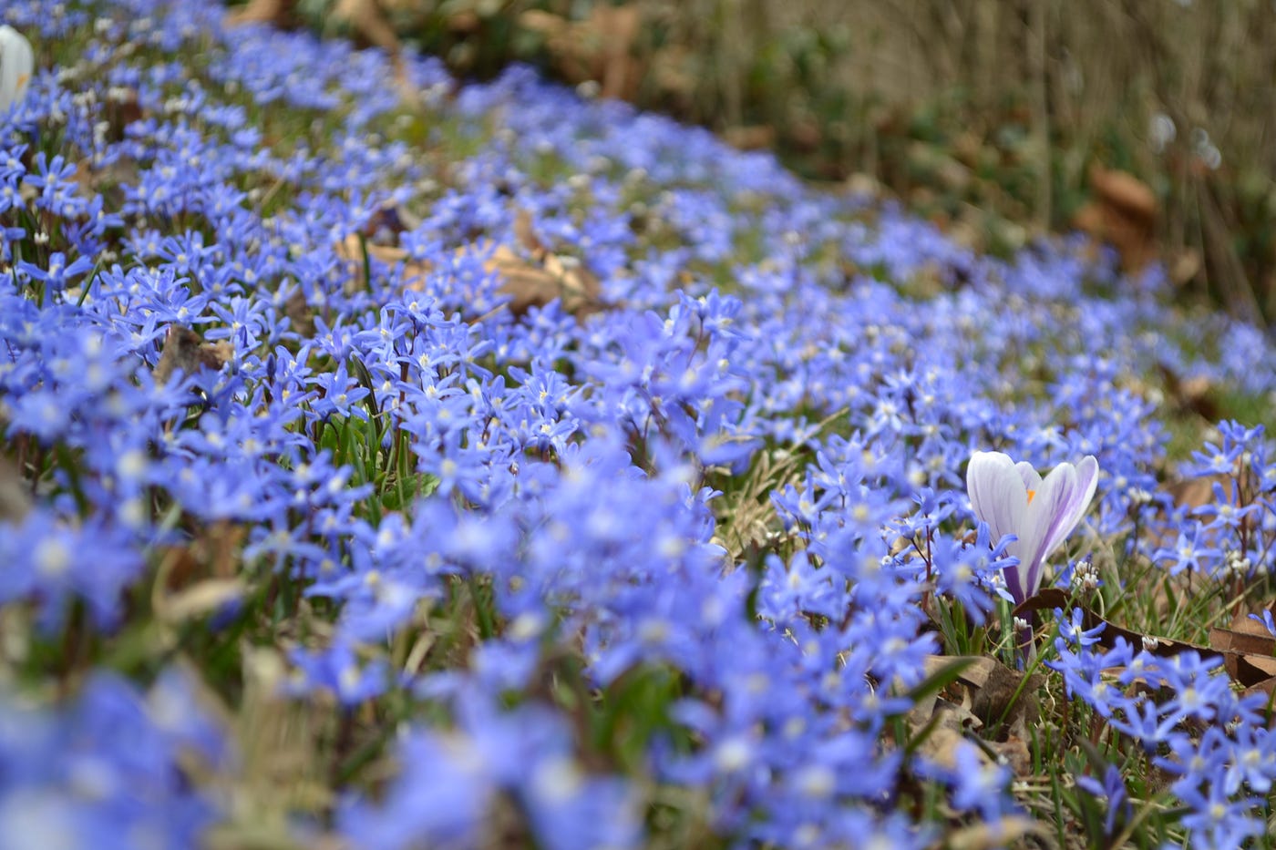 I'm Finally Young Enough To Love Flowers | by Daniel Williams | Medium