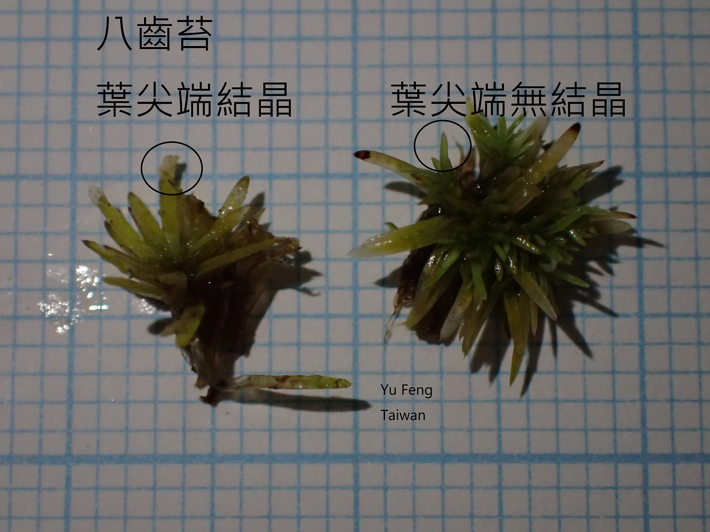 苔蘚學堂 養苔進階篇part 1 苔類葉尖結晶形成的原因及處理方式 By Yu Feng Medium
