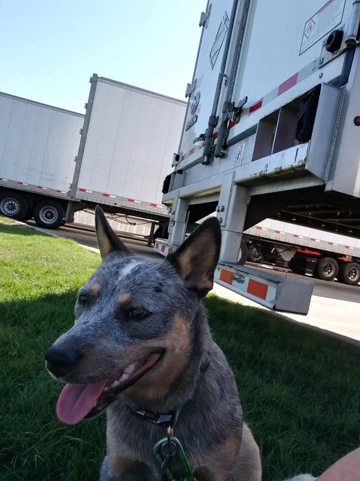 Trucking Dogs: Photo Collection of Dogs on the Road Elizabeth Weiner - Medium