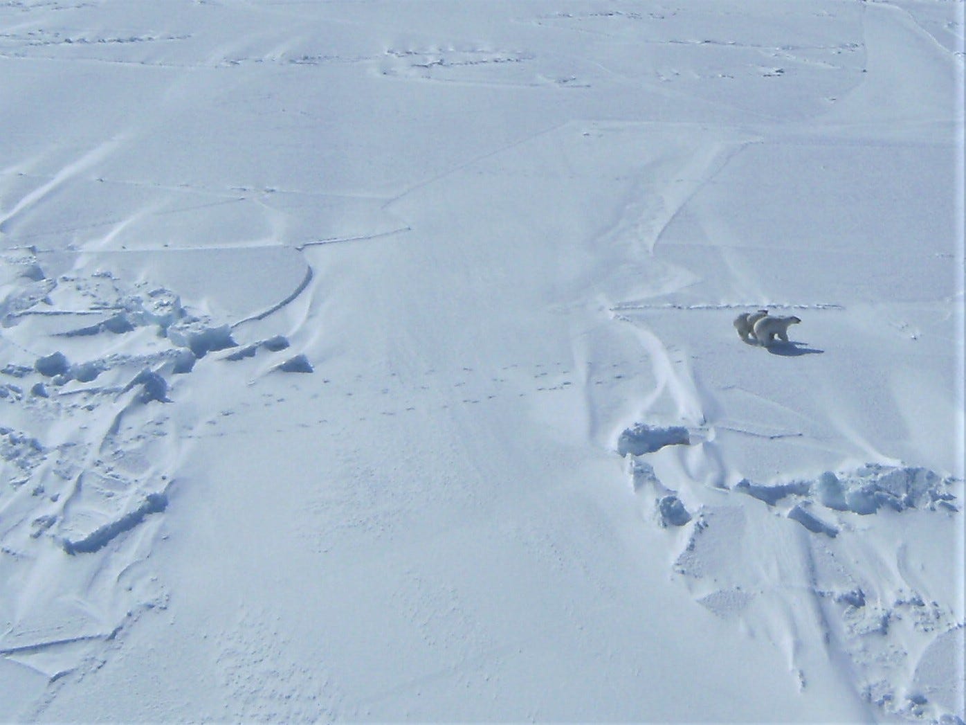 Aerial view of an adult polar bear with two cubs at her side walking over snow.