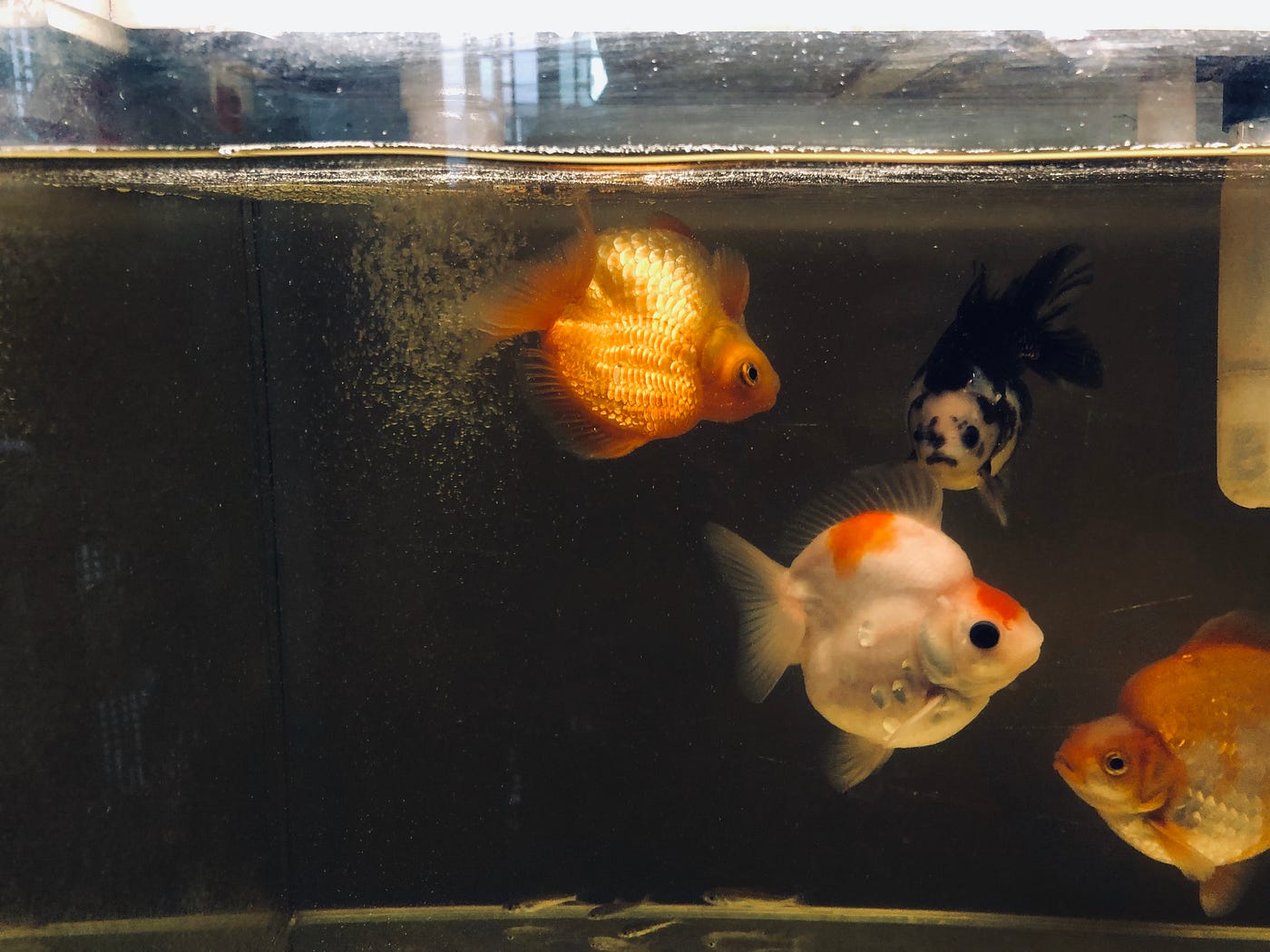 劇場 柏林的金魚 子非魚 當知魚之樂 家中有缸金魚 四條大小不一 有白有橙有黃 又帶點金 身型鼓鼓脹脹的 完全不見得是 By Bobo Choy Medium