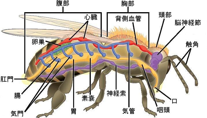 生物学 第2版 第28章 無脊椎動物 Japanese Translation Of Biology 2e By Better Late Than Never Medium