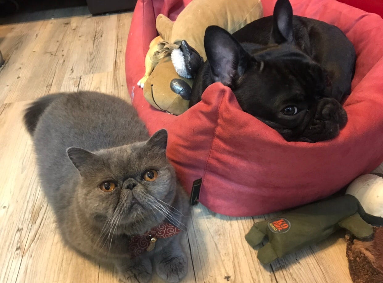 說說我的 動物傳心術 初體驗 波波與皮蛋 世事無奇不有 何不打開心門 聽聽動物自己對你說話 By 貝星人 Chez Moi C Est 說說我的 動物傳心術 初體驗 波波與皮蛋 世事無奇不有 何不打開心門 聽聽動物自己對你說話 By 貝星人 Chez Moi C Est