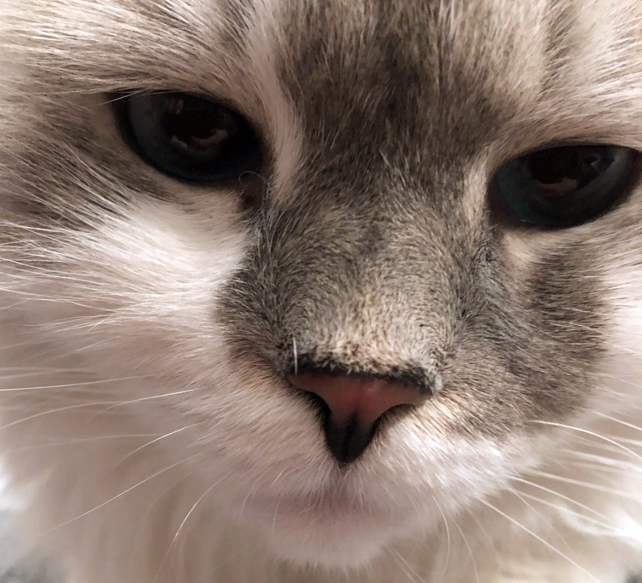 Portrait picture of our Siberian Cat Dolly