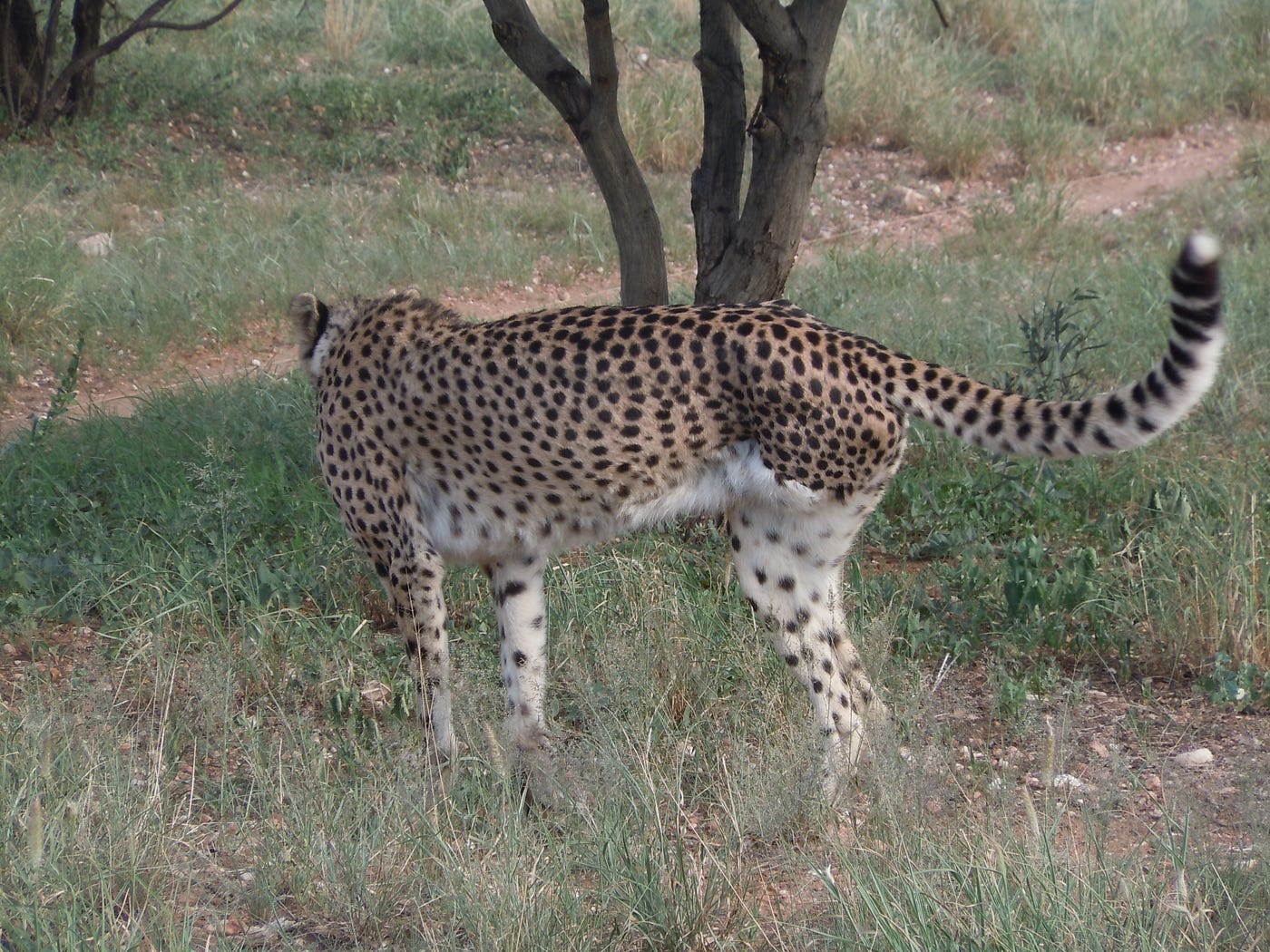 Lucky, The Three Legged Cheetah Is Luckier Than Many Big Game Animals | by  Christyl Rivers, Phd. | Medium