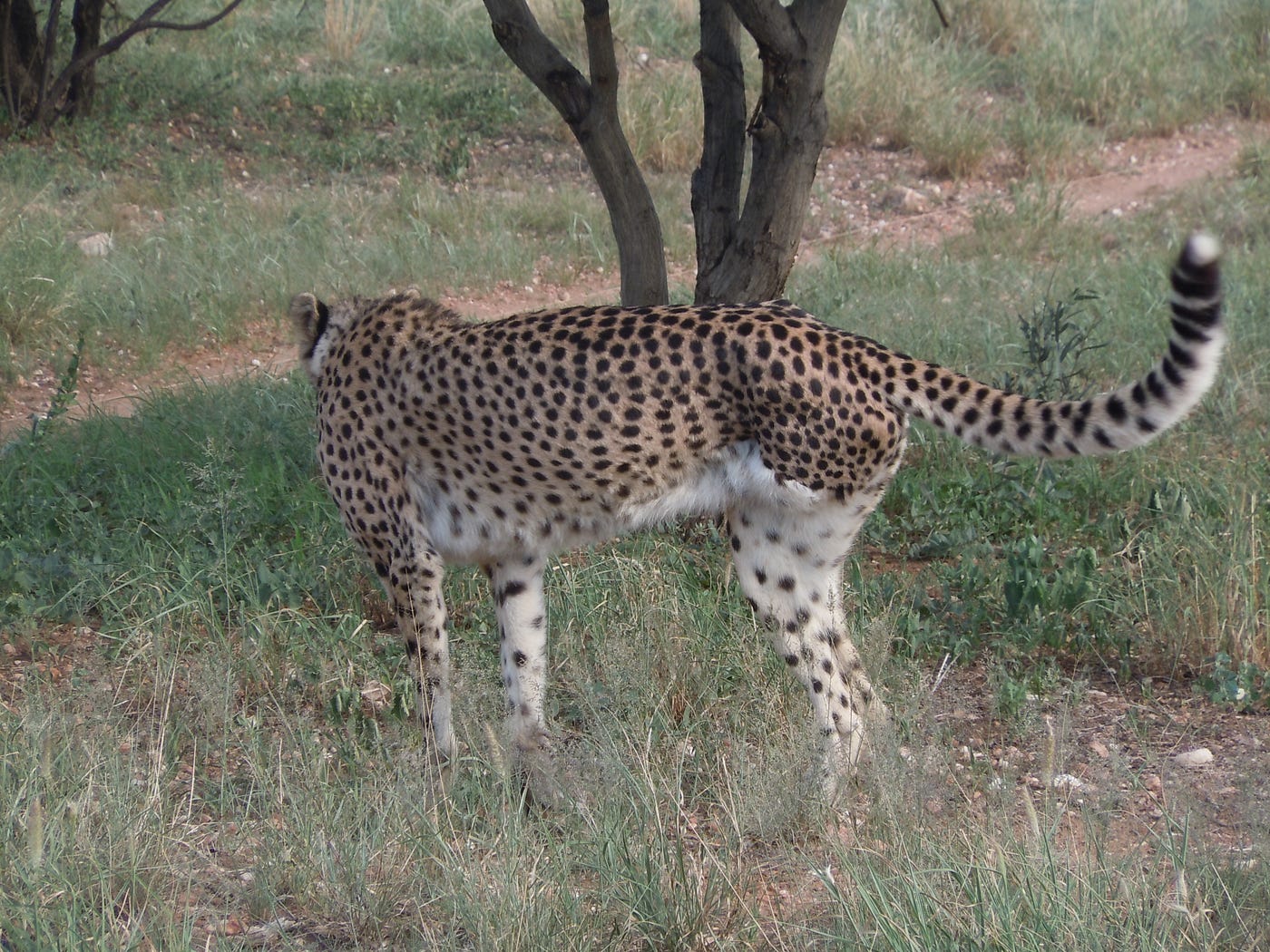 Lucky The Three Legged Cheetah Is Luckier Than Many Big Game Animals 