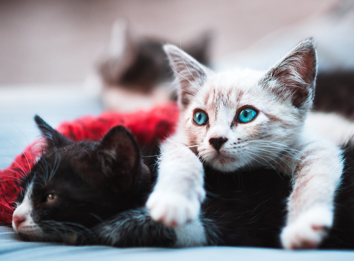 8 Alasan Kuat Agar Tak Memotong Kuku Kucing Kesayanganmu  by Don 