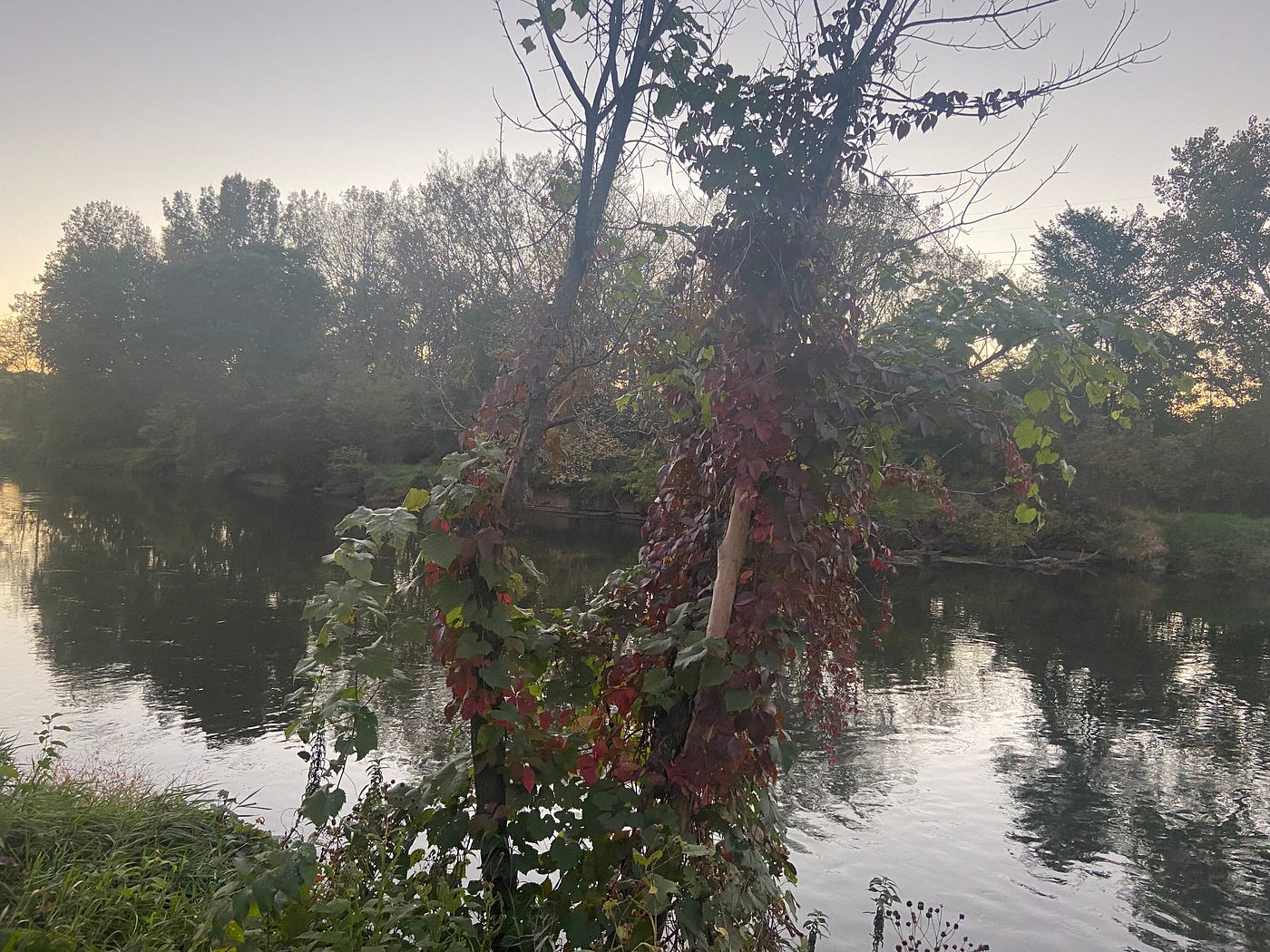 Photo by author of tree changing to rust color near a river.