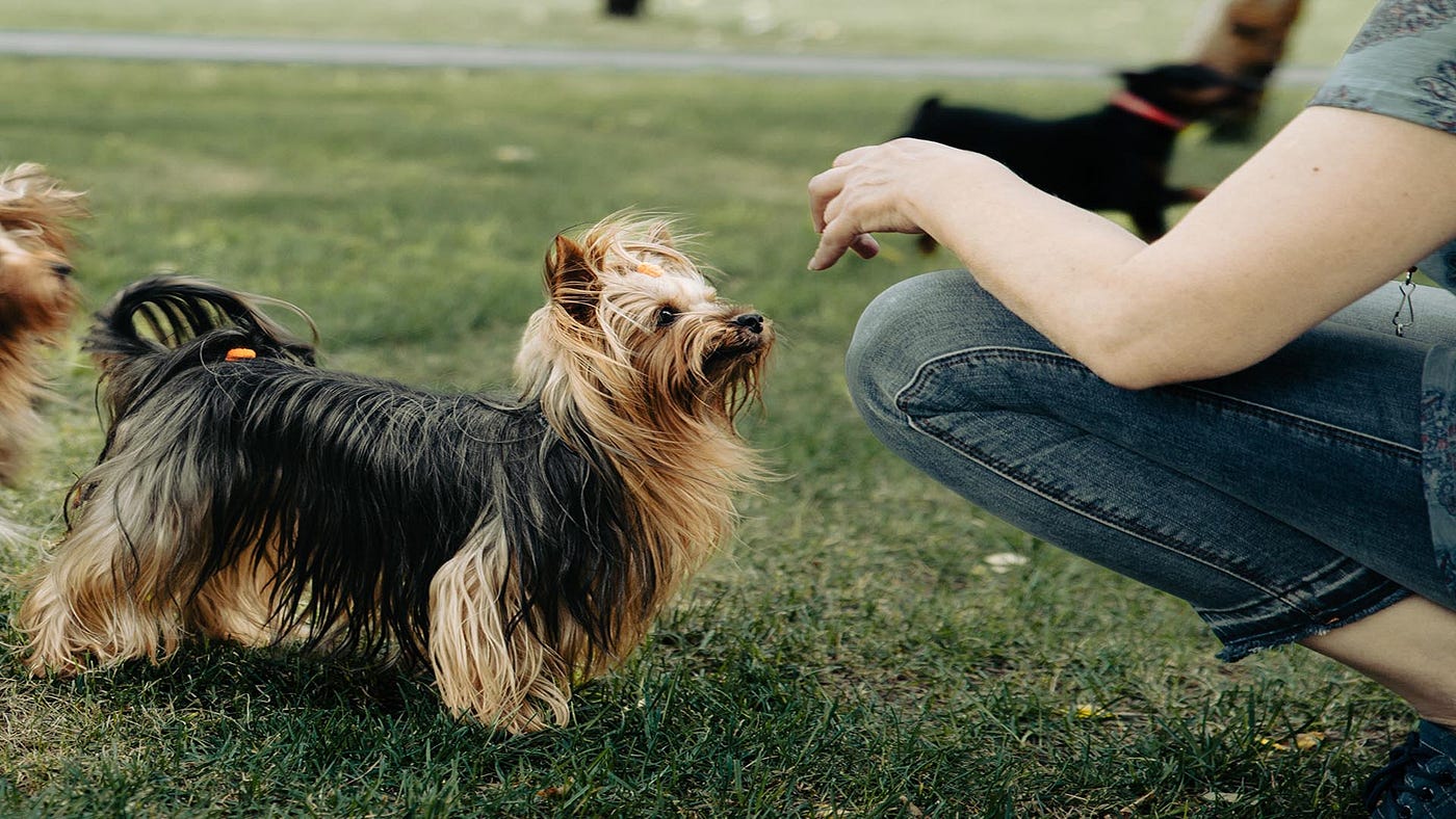 are australian terriers intelligent dogs