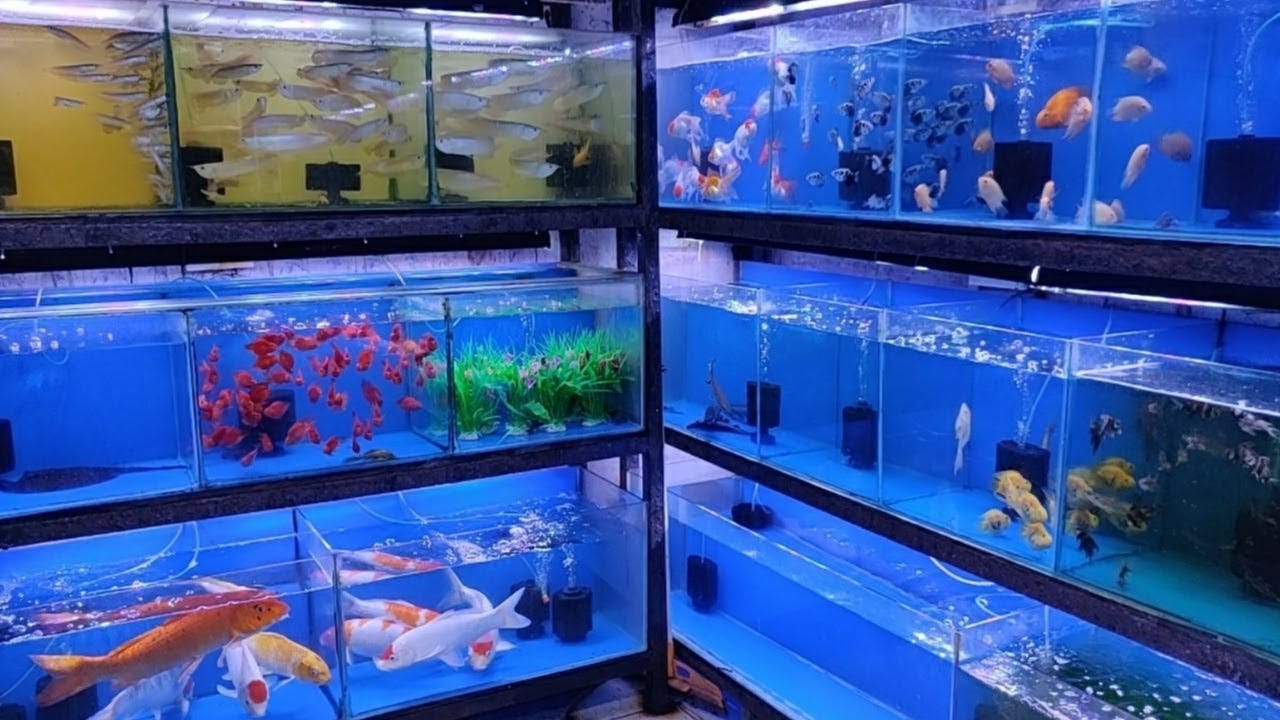 tank fish shop