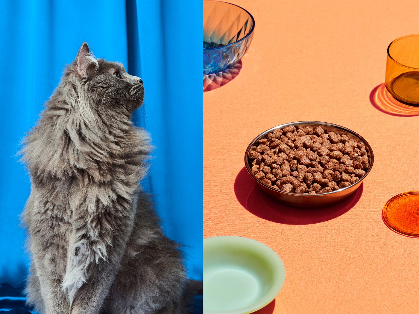Exploring Visual Brand Identity What Does A “Cat Person” Look Like