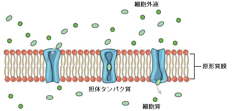 生物学 第2版 第5章 原形質膜の構造と機能 Japanese Translation Of Biology 2e By Better Late Than Never Medium
