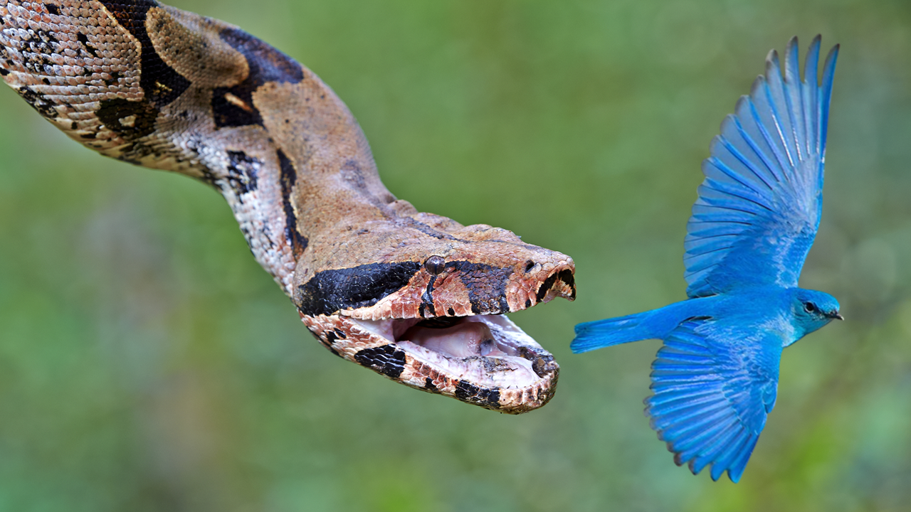 Twitter Sentiment Analysis Using Python Ml Python In Plain English Twitter Sentiment Analysis Using Python Ml Python In Plain English