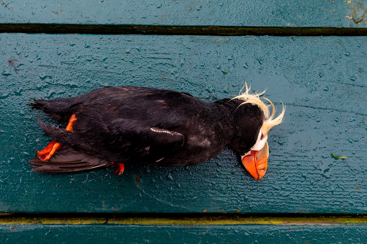 profile view of a deceased black seabird with bright yellow tufts and orange beak on a blue wooden bench.