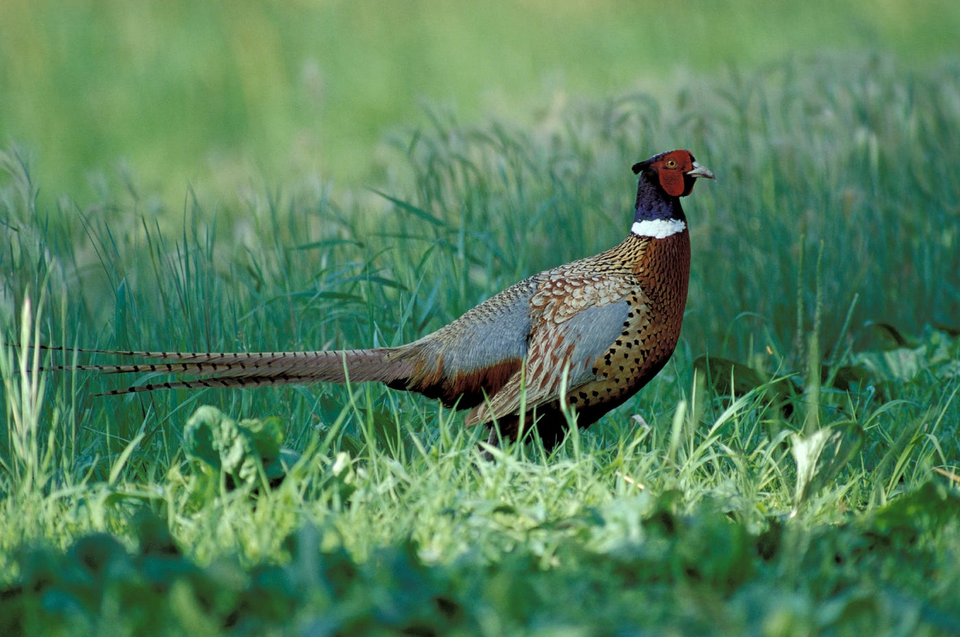 A rooster pheasant stands in a grassy clearing in Western Washington.