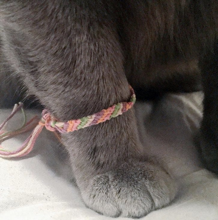 a gray cat paw with a pastel woven embroidery thread bracelet around his cat ankle