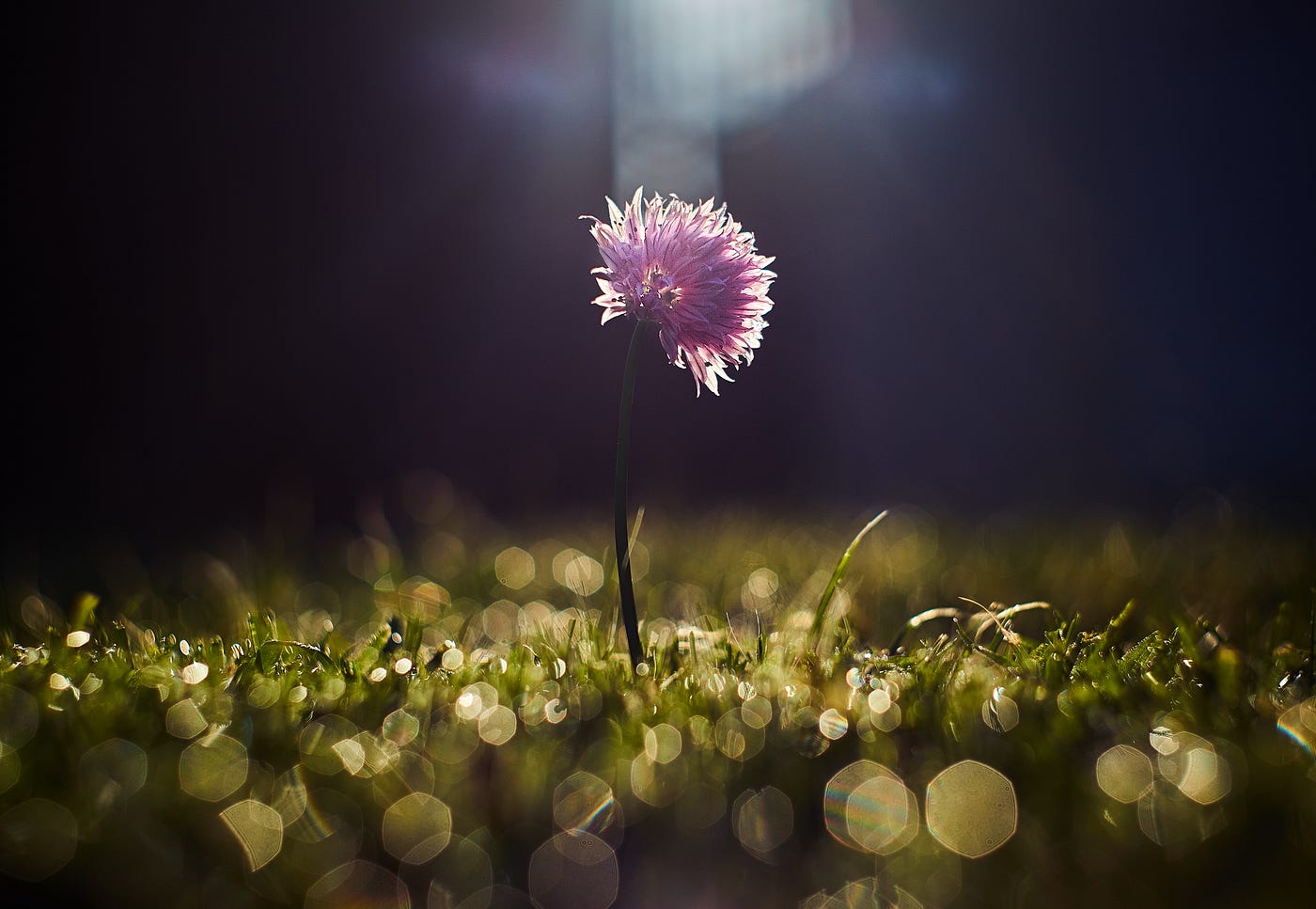 solo pinkish purple dandelion in a bed of grass under the sun