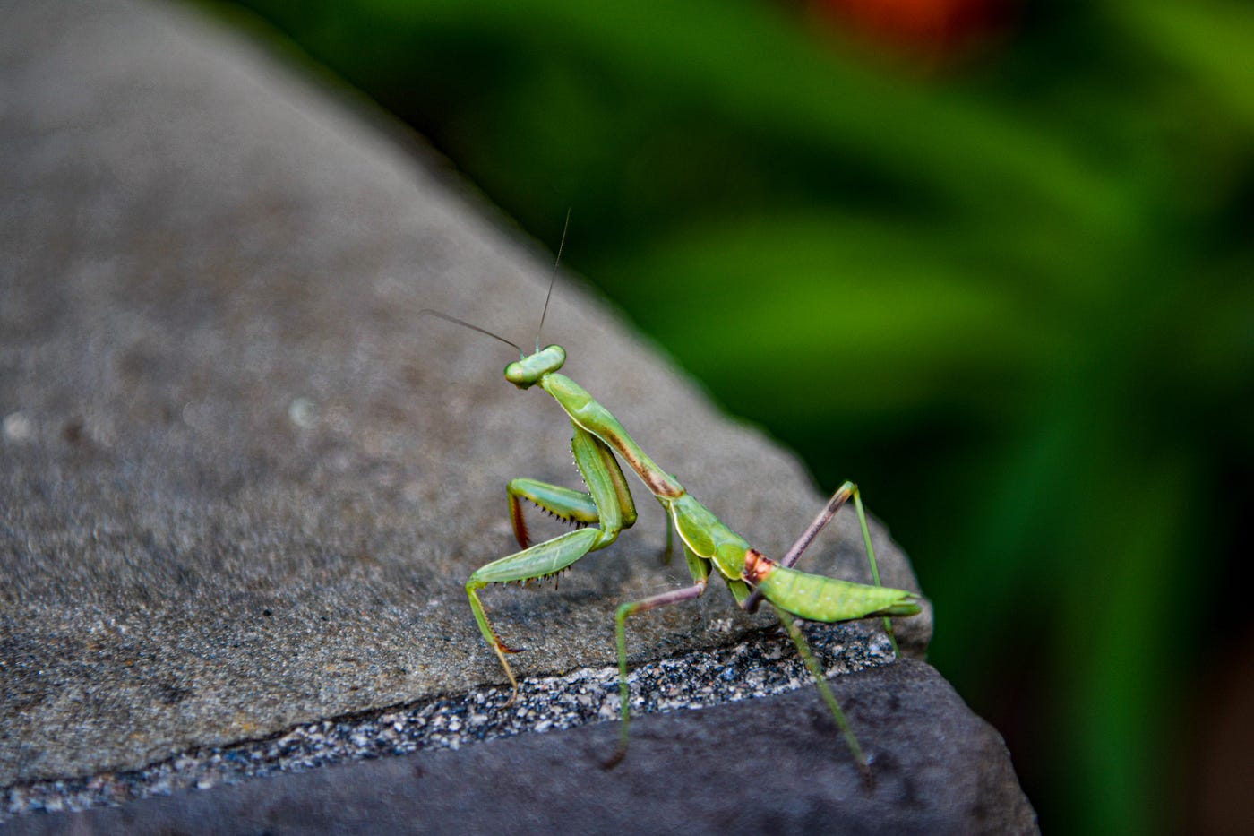 The Praying Mantis Totem. Praying Mantises, named for the… | by Erika  Burkhalter | Weeds & Wildflowers | Medium