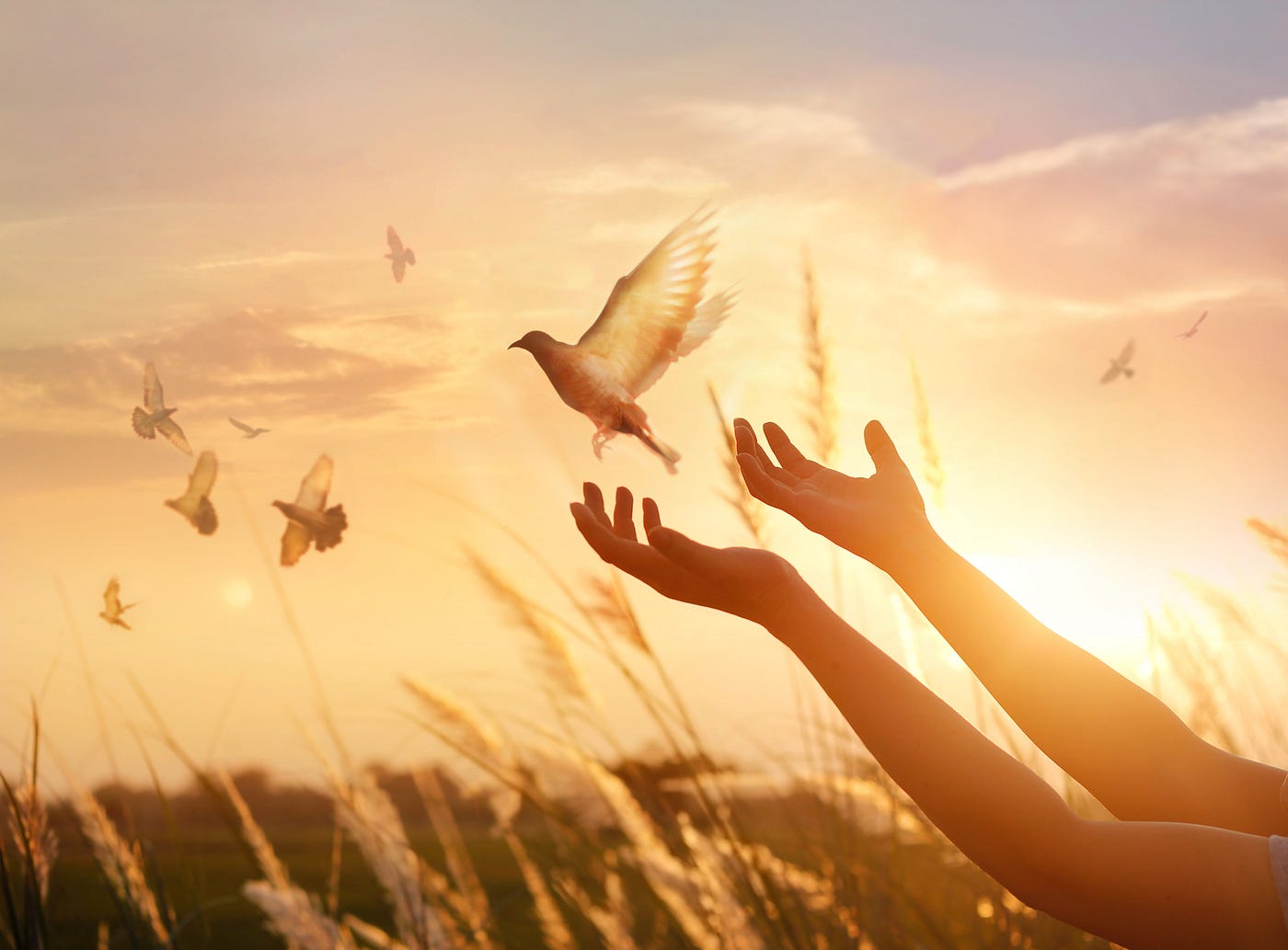 A Bird In The Hand Is Worth Two In The Bush By Vinay Ranjan Figtree Capital Medium