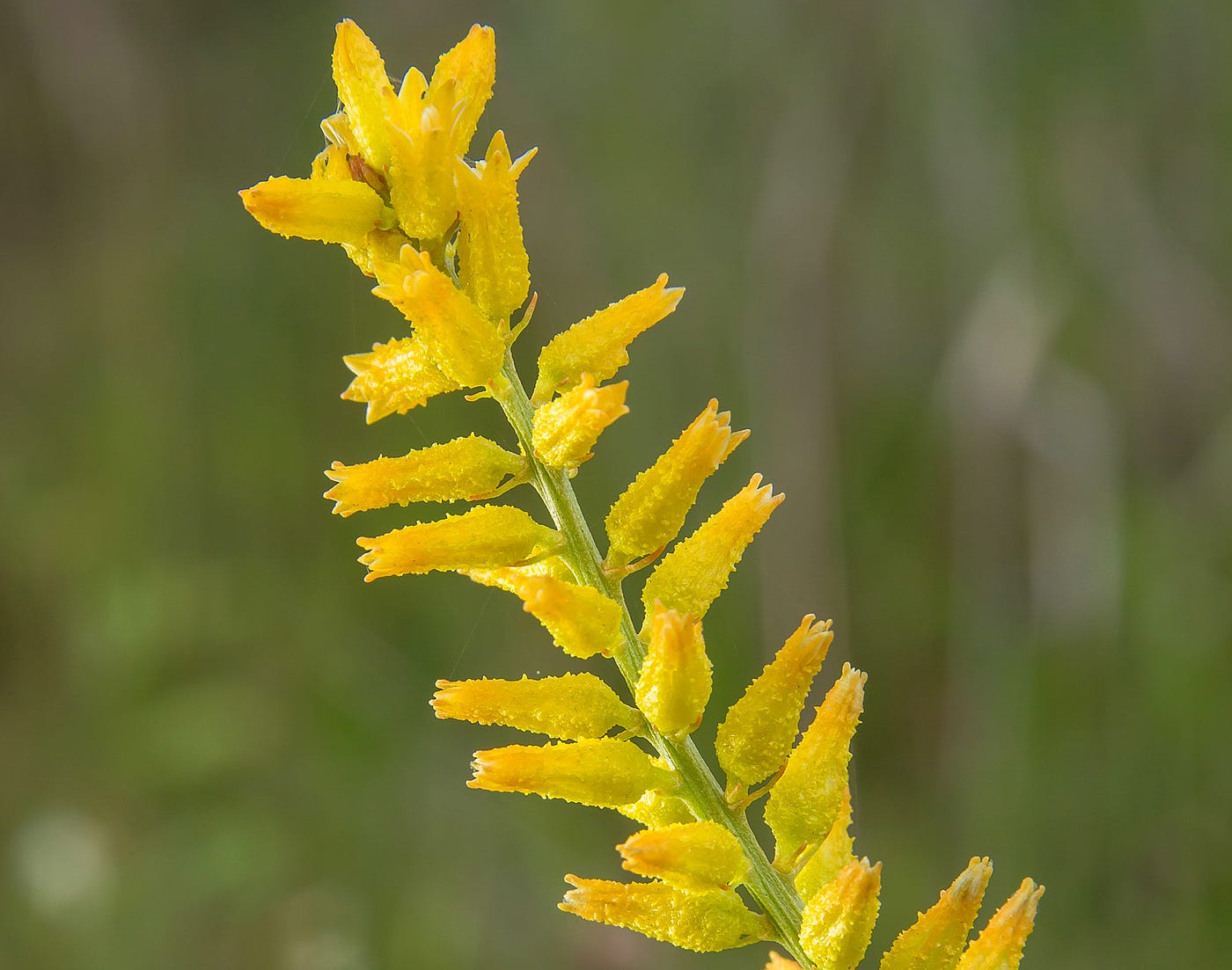 25 of the Most Beautiful Wildflowers in The Philipendium Medium