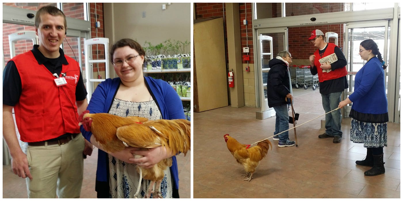 Are Dogs Allowed In Rural King