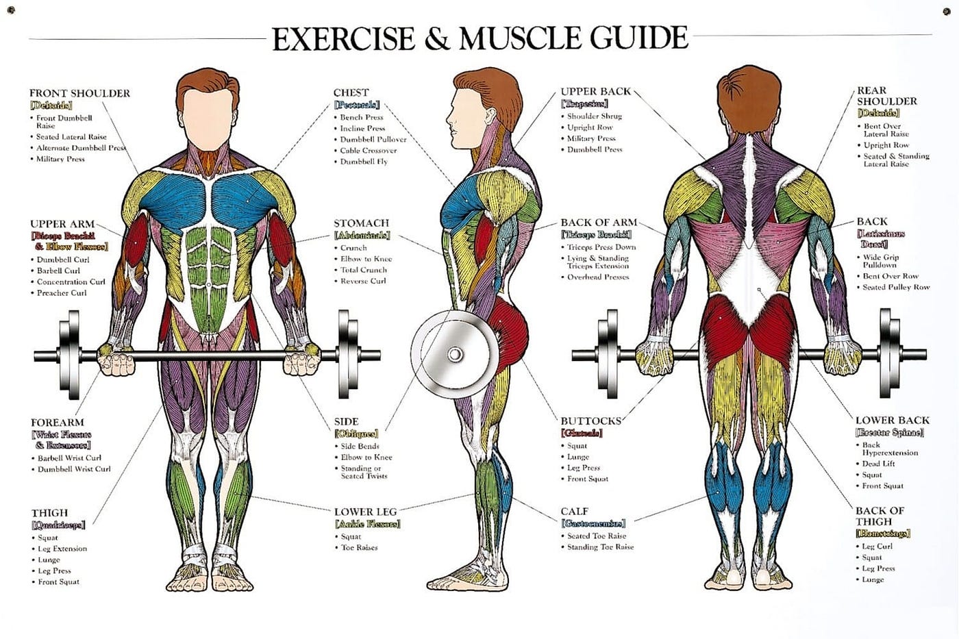 Science of Bodybuilding-5. In this article, topics such as how to… | by ...