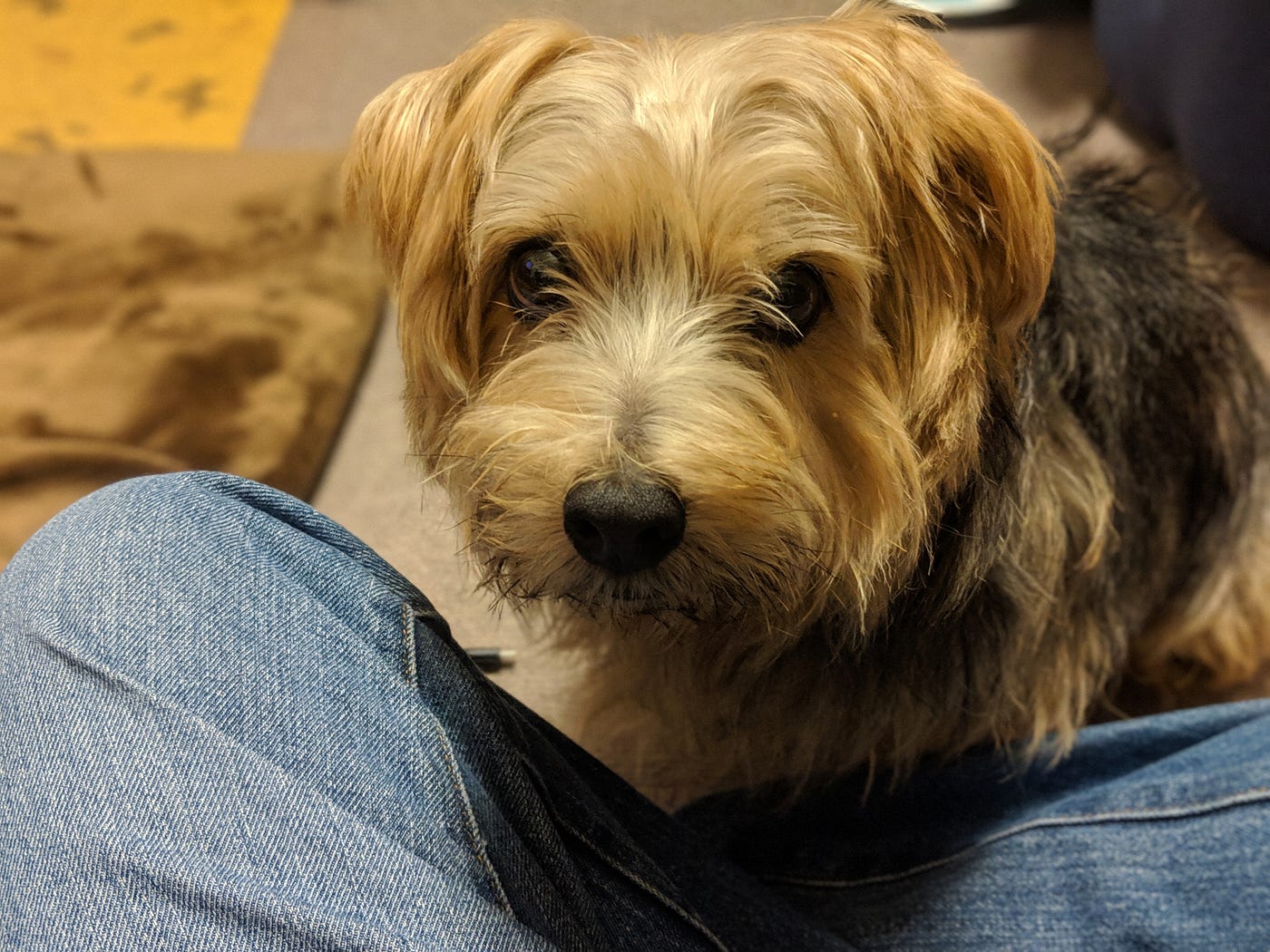犬グッズにおける買ってよかったもの集 この記事は犬advent Calenar 18 10日目の記事です By Terrierscript Medium 犬グッズにおける買ってよかったもの集 この記事は犬advent Calenar 18 10日目の記事です By Terrierscript Medium