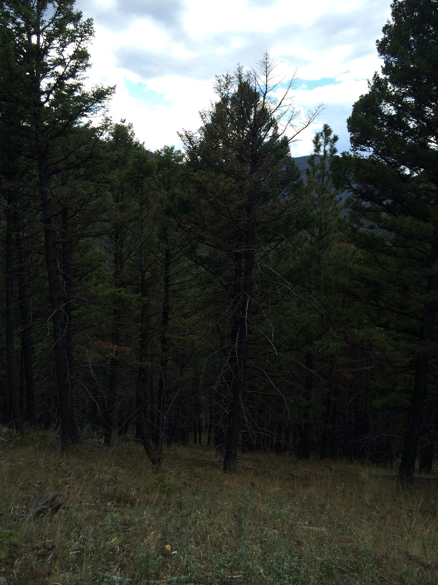 Fear of WideOpen Spaces, and Recognizing Life’s Fragility by Keri