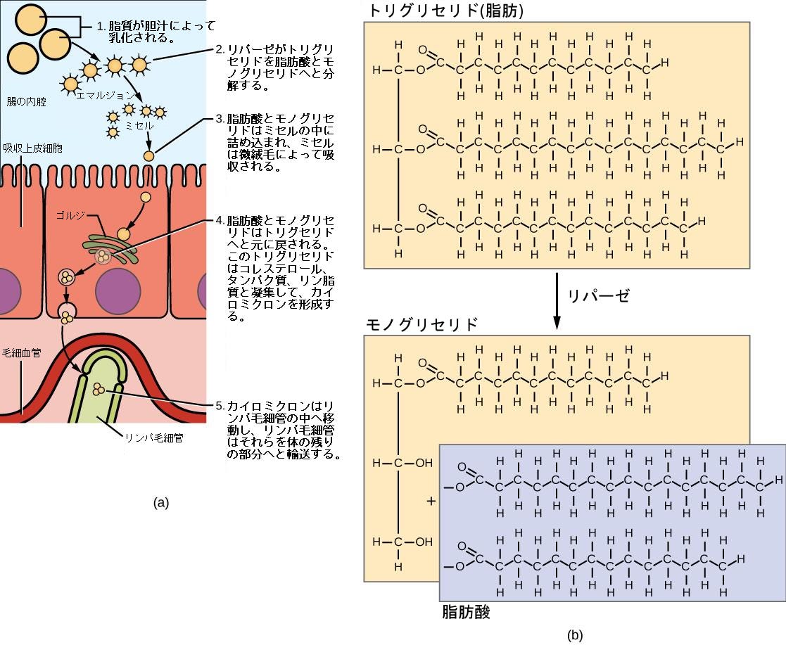 生物学 第2版 第34章 動物の栄養摂取と消化器系 Japanese Translation Of Biology 2e By Better Late Than Never Medium