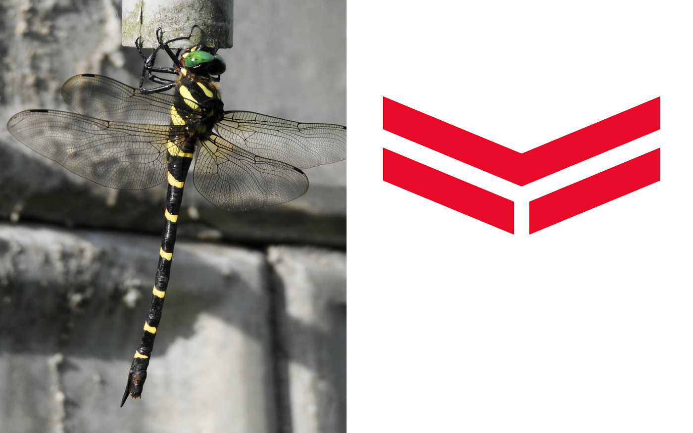 Yanmar Rebranding By Kashiwa Sato By Akihiro Takeuchi Identity Design Medium Yanmar Rebranding By Kashiwa Sato By Akihiro Takeuchi Identity Design Medium