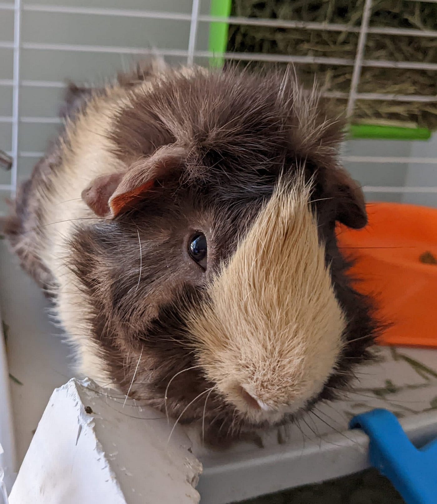 Taffy the guinea pig in her cage. Her fur is a mix of caramel and brown.