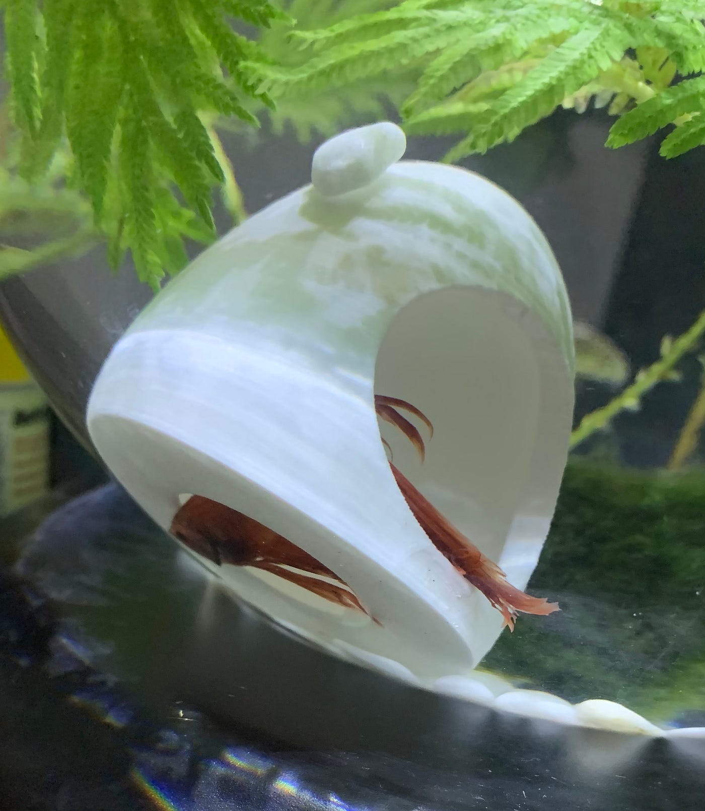 petsmart ich treatment