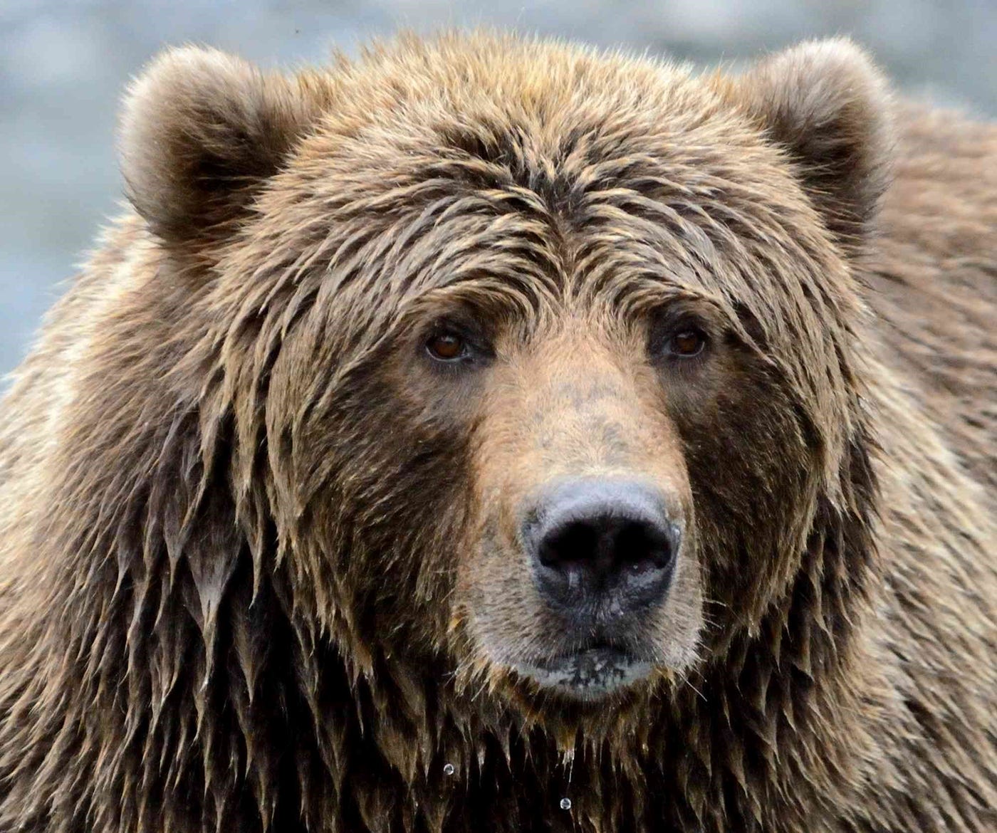 My Home Kodiak Alaska My Home Kodiak Alaska By Rebecca J Wetzler Author Masterminds Medium My Home Kodiak Alaska My Home Kodiak Alaska By Rebecca J Wetzler Author Masterminds Medium