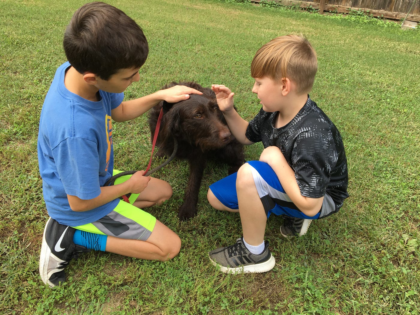 Teaching an old rescue dog new tricks by K. Pearson Brown Thrive