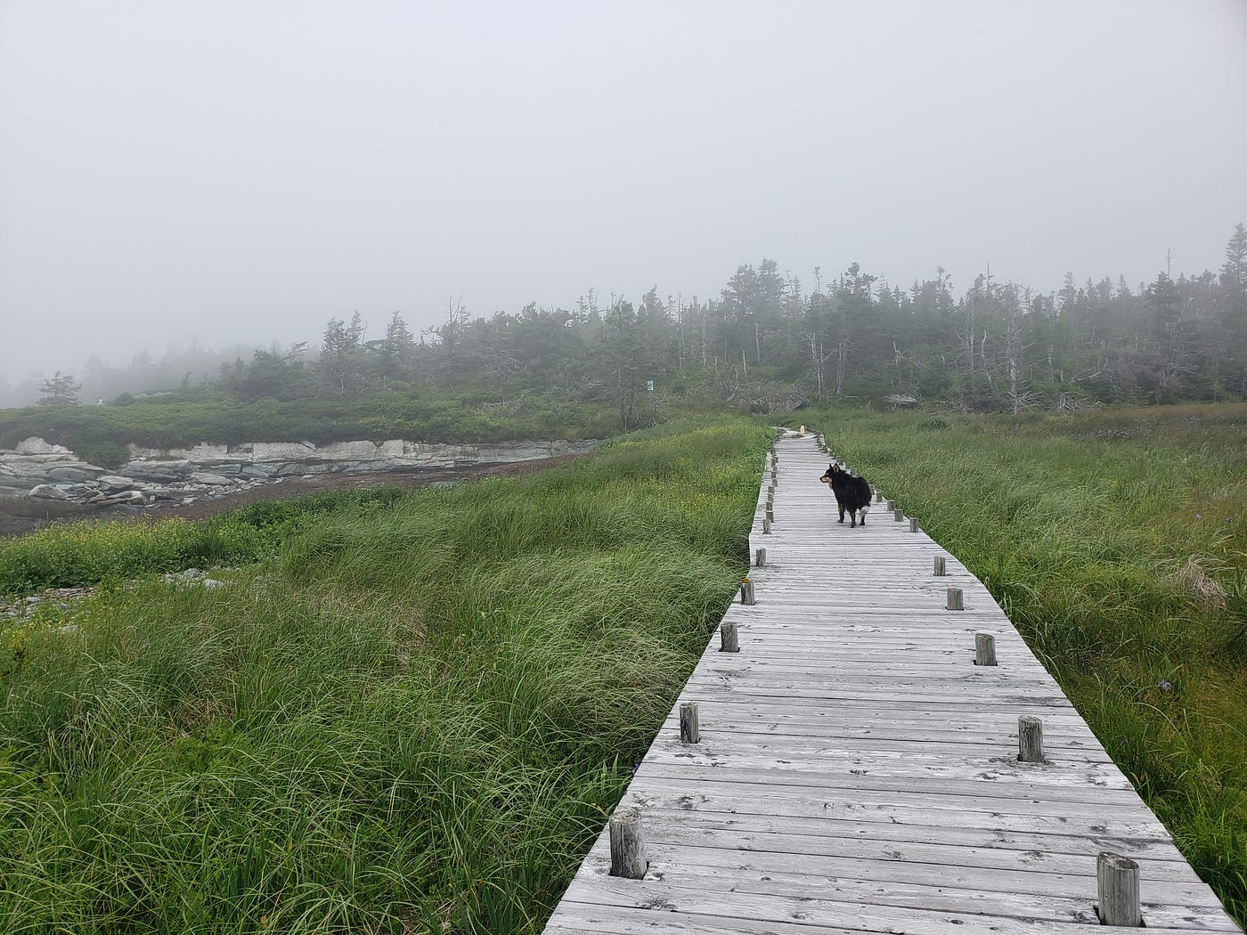 Taylor Head Provincial Park. I chose to run the trails at Taylor… by