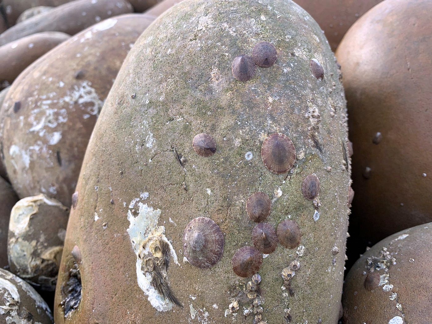 taiwan, ocean, rock, beach, working hard, 石滬, 台灣, 海洋文化,貝類,牡蠣,oyster