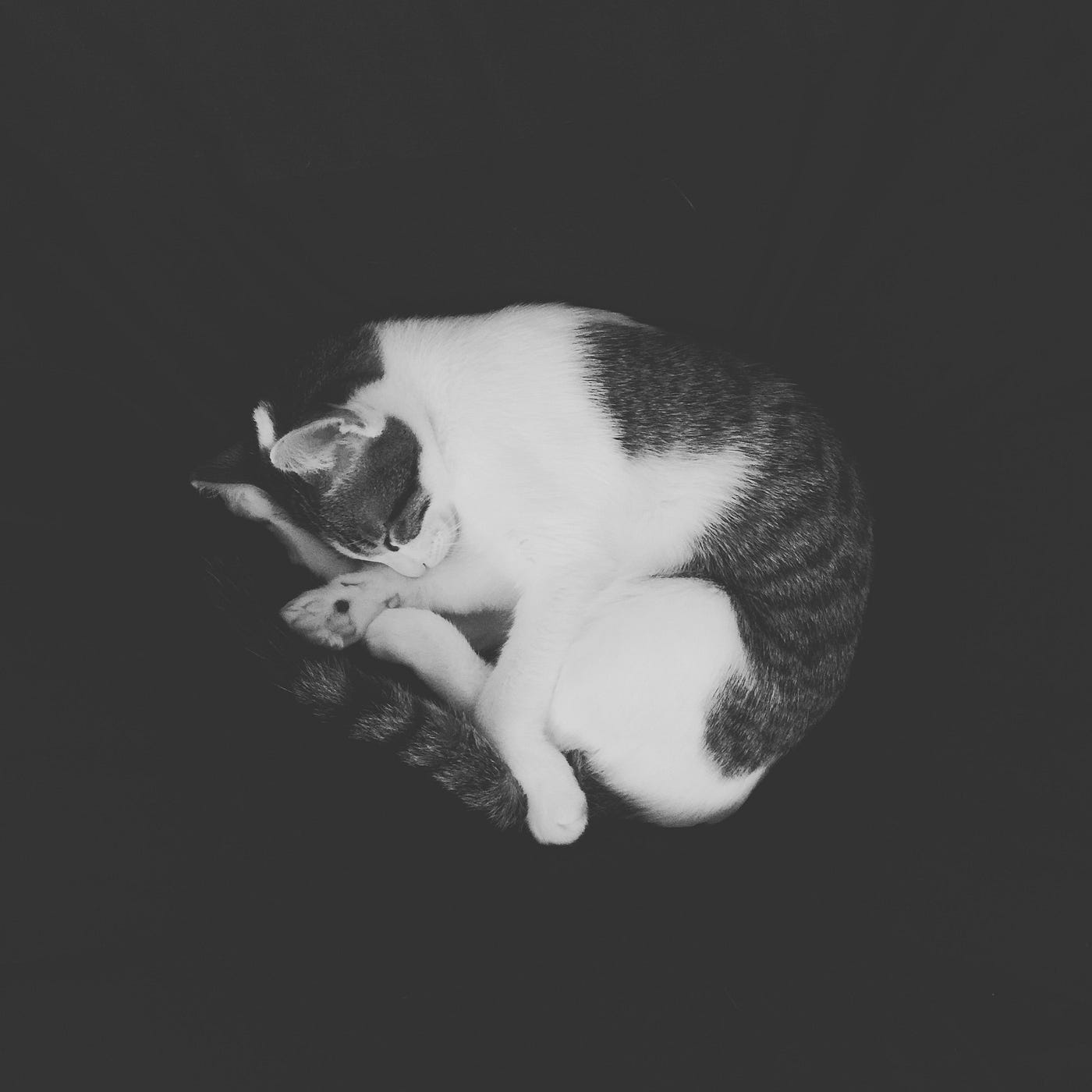 生まれた日と 名前のこと 家族も猫も寝静まった日曜日の夜 時々唸る冷蔵庫の電子音と 遠くの方でバイクが駆け By Subaru Matsukura Medium 生まれた日と 名前のこと 家族も猫も寝静まった日曜日の夜 時々唸る冷蔵庫の電子音と 遠くの方でバイクが駆け By Subaru Matsukura Medium