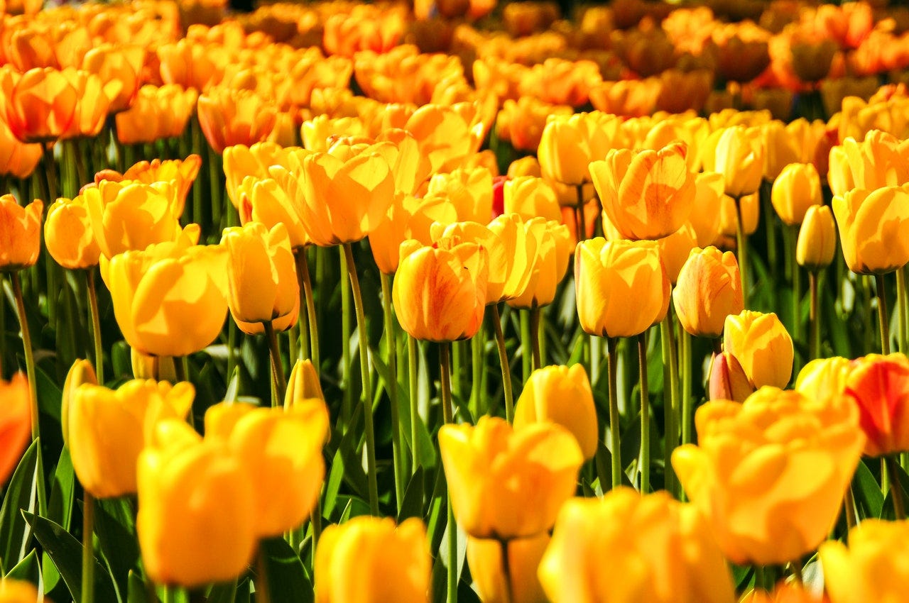 Dutch tulips
